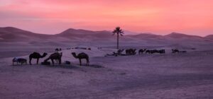 several camels and a big tree in the middle of a desert 