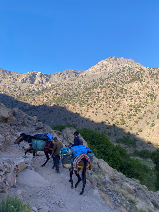 Horses climbing a mountain in Morocco
