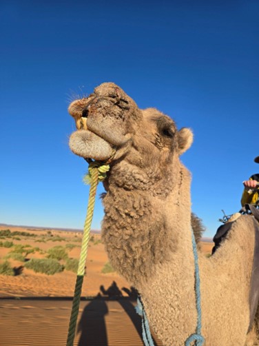 close up of a camels face in a dusty bright desert