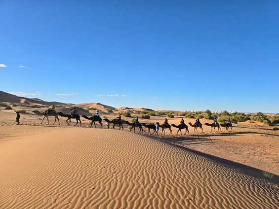 long line of people sitting on camels travelling across a sandy desert during the day