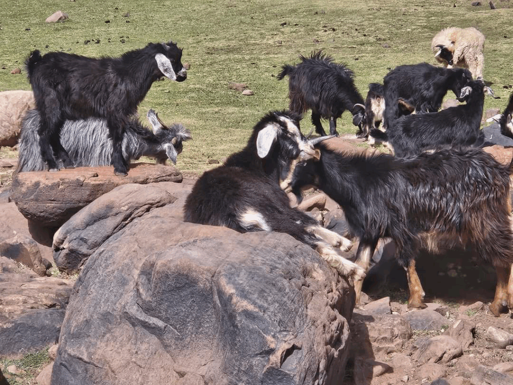 Mountain goats sitting on rocks