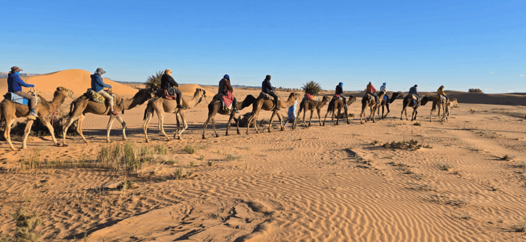 Tourists riding camels