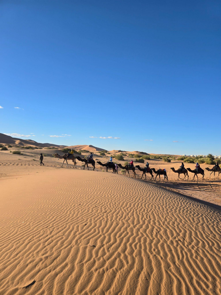 Tourists on camels in a desert