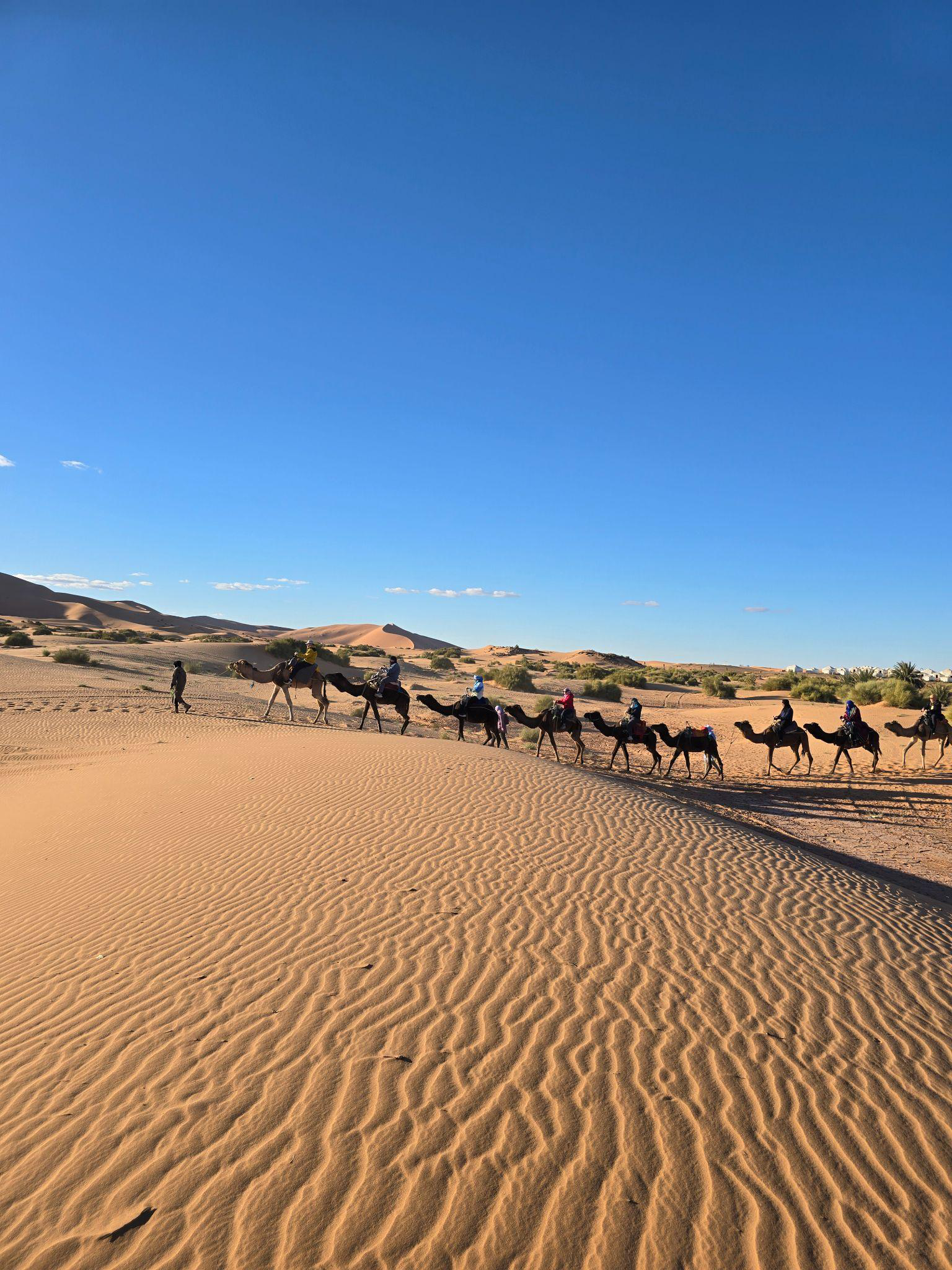 Tourists on camels in a desert