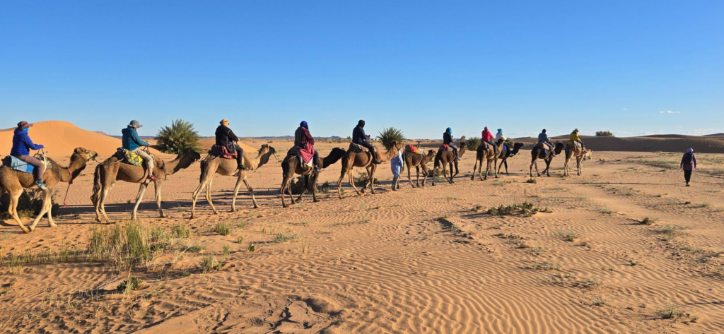 a group of people on tour travelling on camels