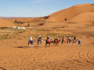 a group of people sitting on camels for a desert tour