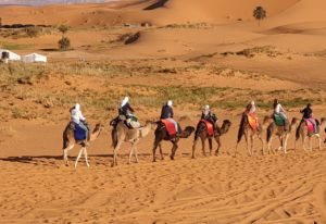 People riding camels