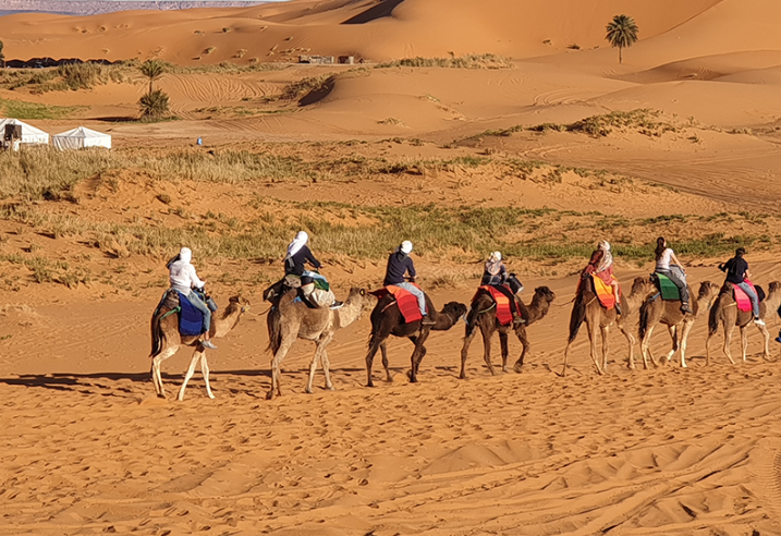 People riding camels